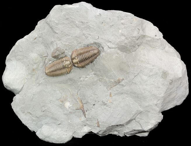 Pair Of Prone Flexicalymene Trilobites In Shale - Ohio #52204